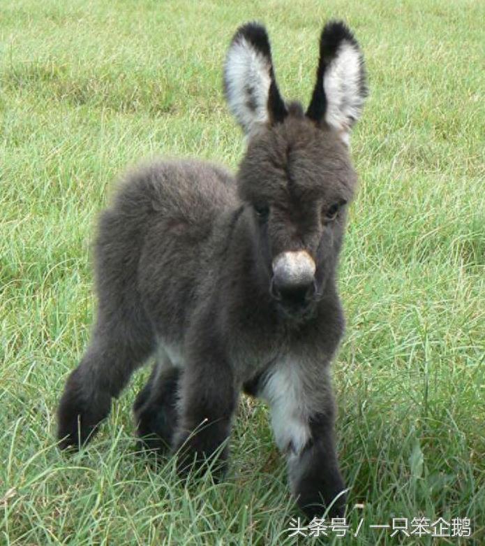 一组:迷你小毛驴的萌照