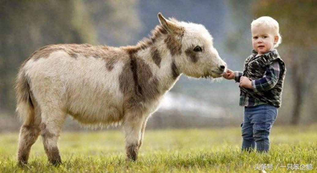 一组:迷你小毛驴的萌照