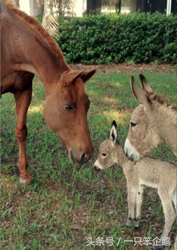 一组:迷你小毛驴的萌照
