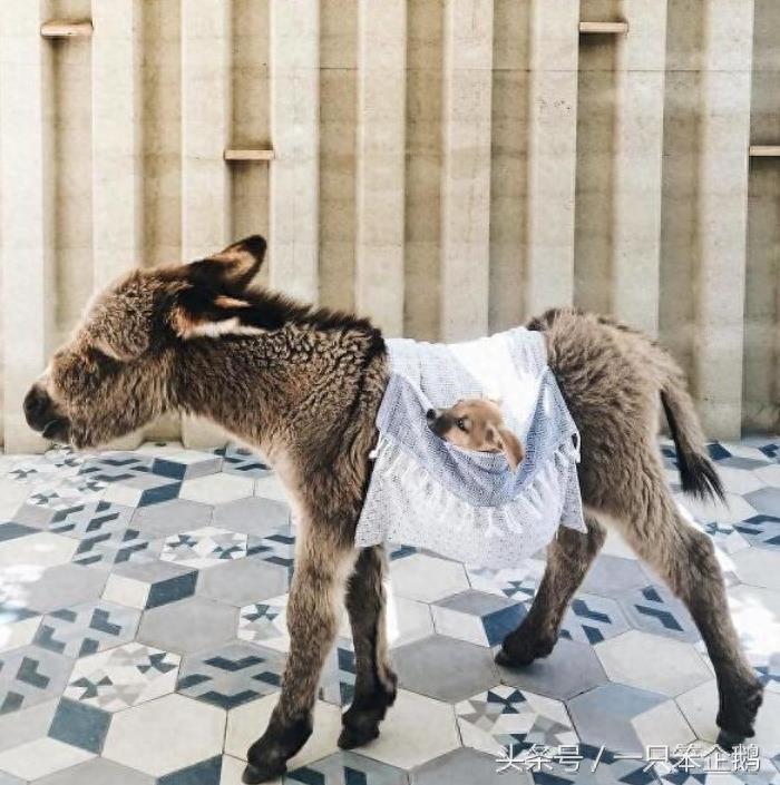 一组:迷你小毛驴的萌照