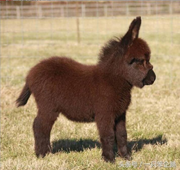 一组:迷你小毛驴的萌照