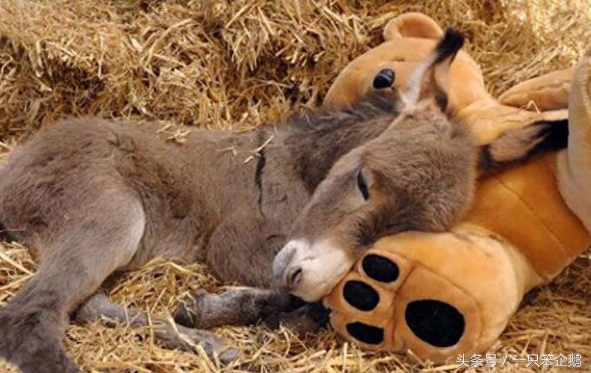 一组:迷你小毛驴的萌照