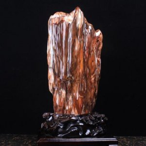 ​树化石图片与价格分析 树化石有收藏价值吗