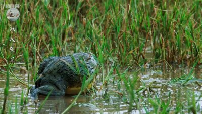 ​非洲牛蛙是地球上最大的青蛙，据说这种青蛙不能吃，吃了对人有害