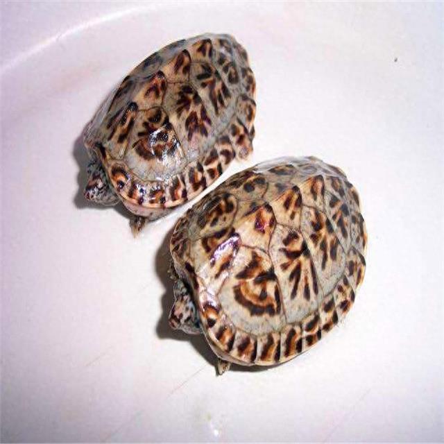 乌龟图集：三弦巨型鹰嘴泥龟