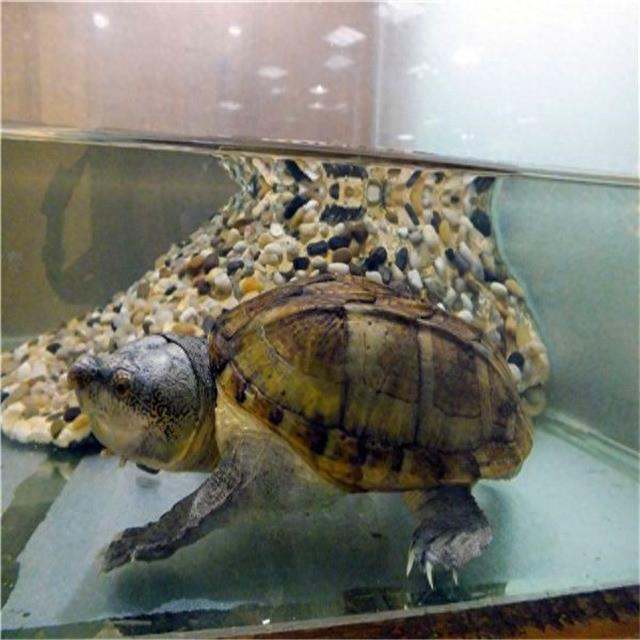 乌龟图集：三弦巨型鹰嘴泥龟
