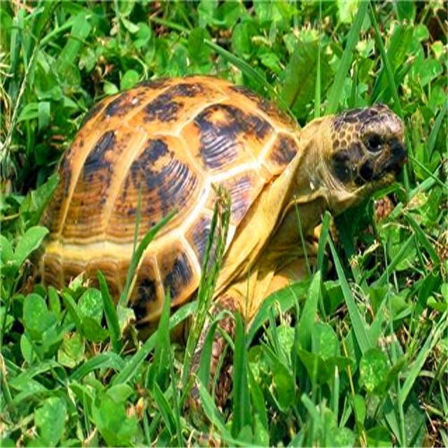 乌龟图集：三弦巨型鹰嘴泥龟