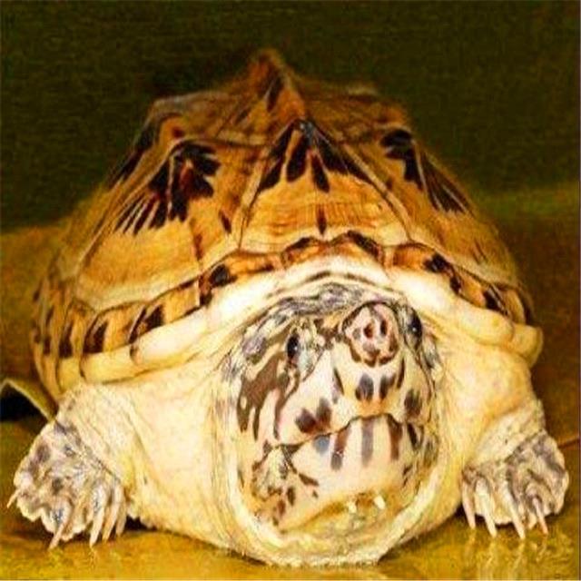 乌龟图集：三弦巨型鹰嘴泥龟
