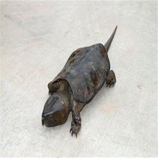 乌龟图集：三弦巨型鹰嘴泥龟