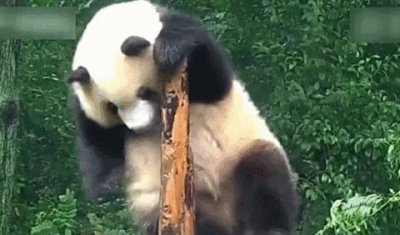 ​看了这些搞笑熊猫图，满屏都是圆滚滚，这也太萌太萌了吧