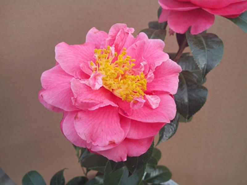 这么多茶花品种，快来看看你到底认识几个？