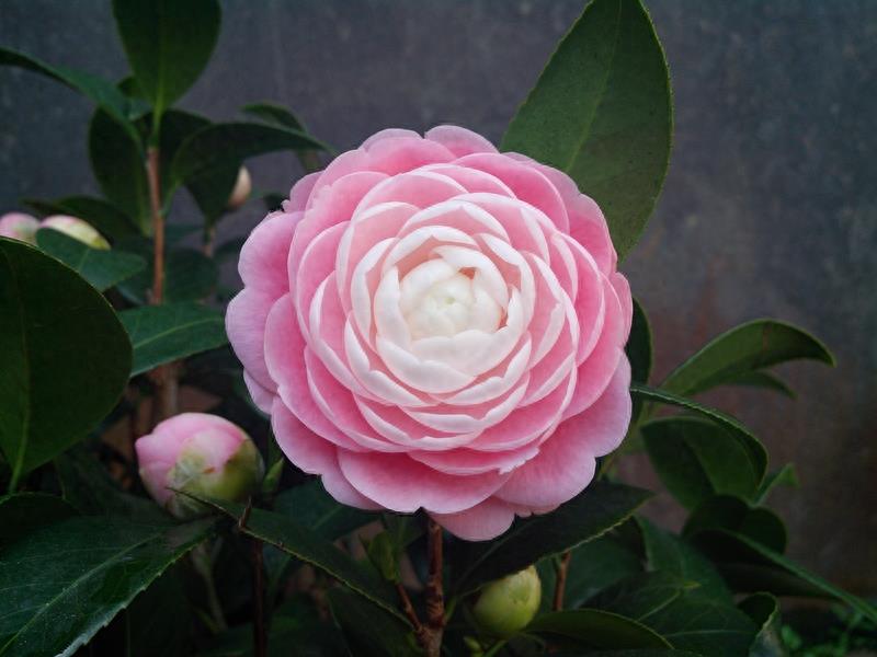 这么多茶花品种，快来看看你到底认识几个？