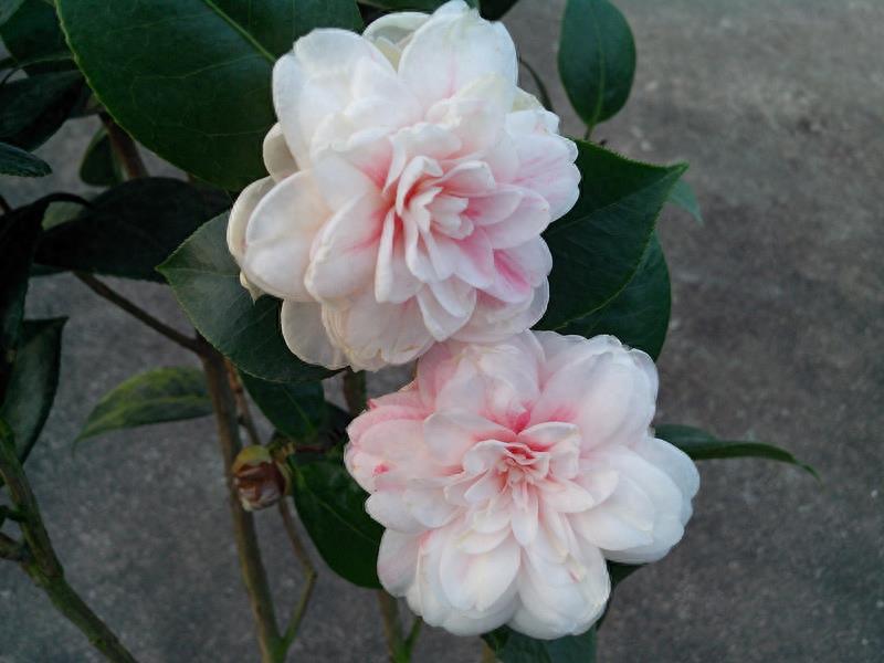 这么多茶花品种，快来看看你到底认识几个？