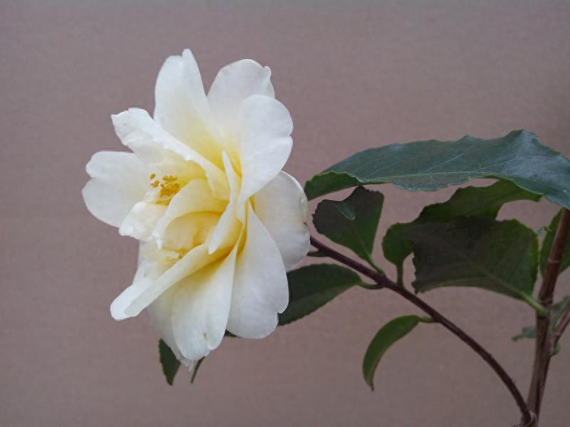 这么多茶花品种，快来看看你到底认识几个？