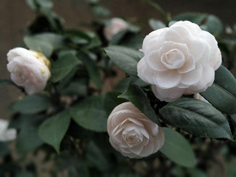 这么多茶花品种，快来看看你到底认识几个？