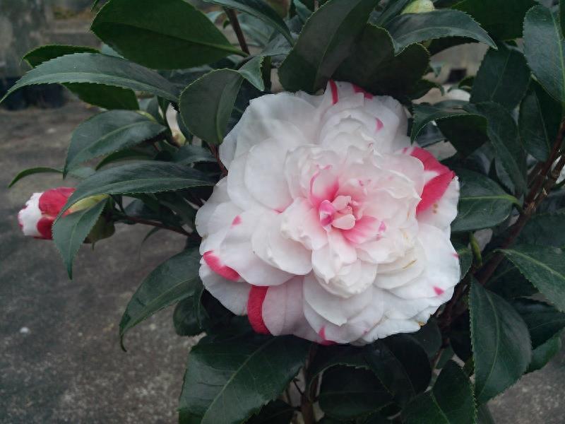 这么多茶花品种，快来看看你到底认识几个？