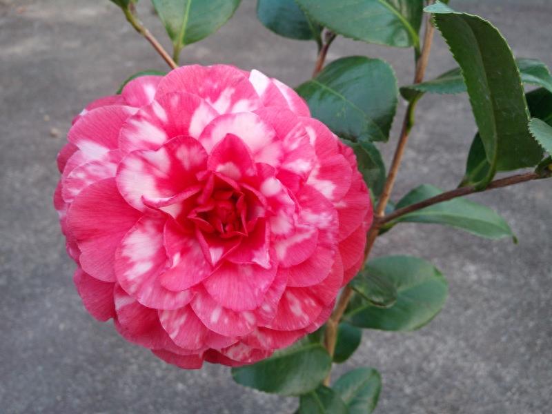 这么多茶花品种，快来看看你到底认识几个？