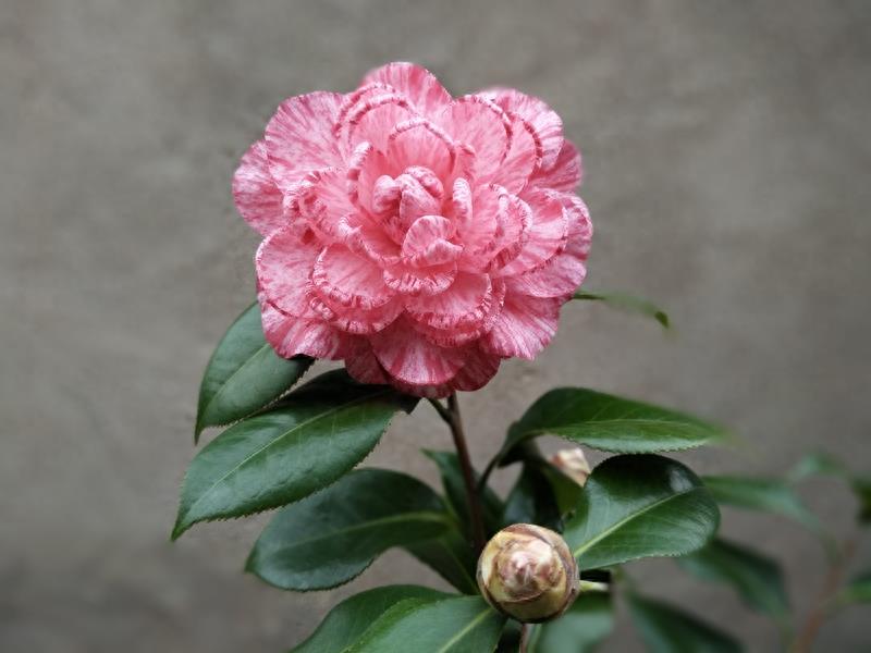 这么多茶花品种，快来看看你到底认识几个？