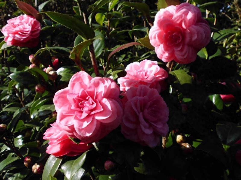 这么多茶花品种，快来看看你到底认识几个？