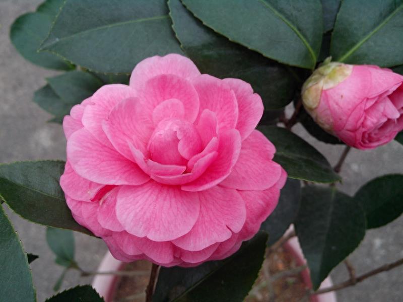 这么多茶花品种，快来看看你到底认识几个？