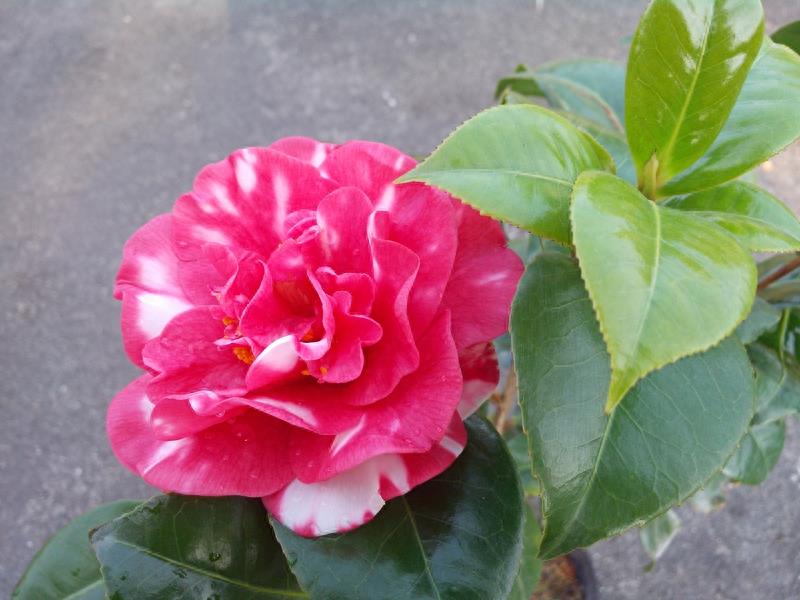 这么多茶花品种，快来看看你到底认识几个？