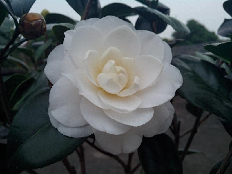 这么多茶花品种，快来看看你到底认识几个？