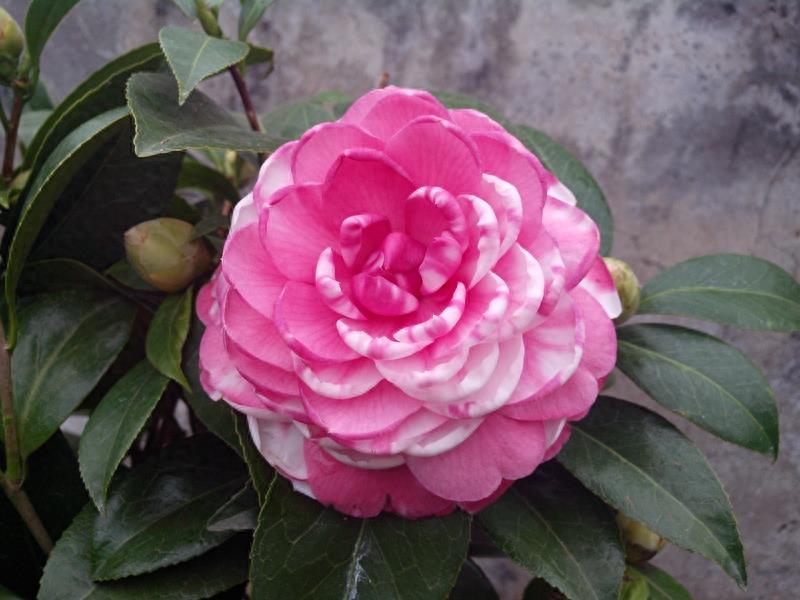 这么多茶花品种，快来看看你到底认识几个？