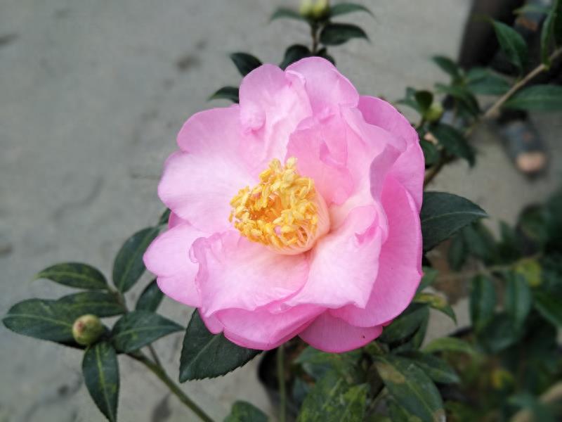 这么多茶花品种，快来看看你到底认识几个？