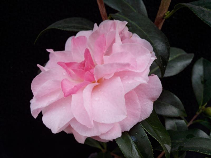 这么多茶花品种，快来看看你到底认识几个？