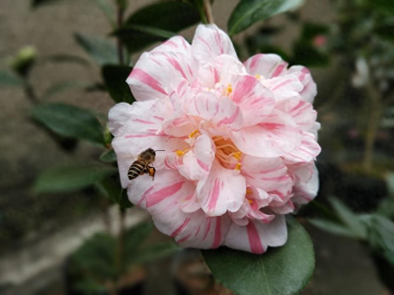 这么多茶花品种，快来看看你到底认识几个？