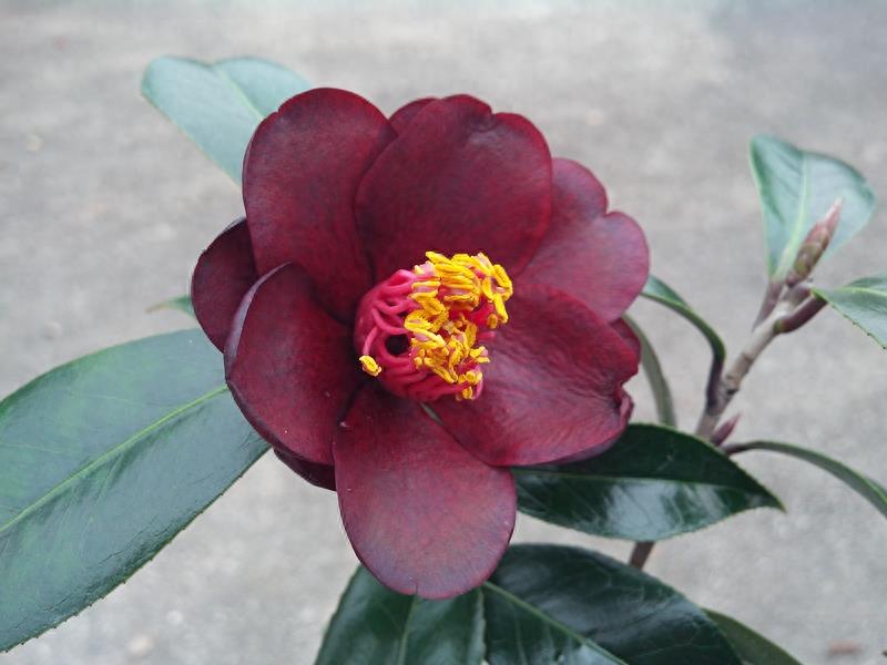 这么多茶花品种，快来看看你到底认识几个？