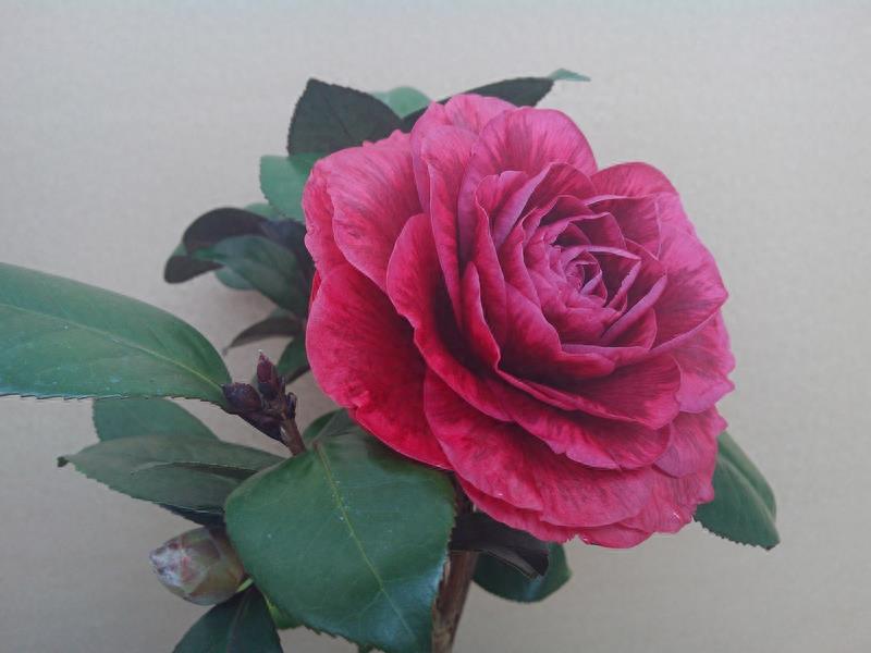 这么多茶花品种，快来看看你到底认识几个？