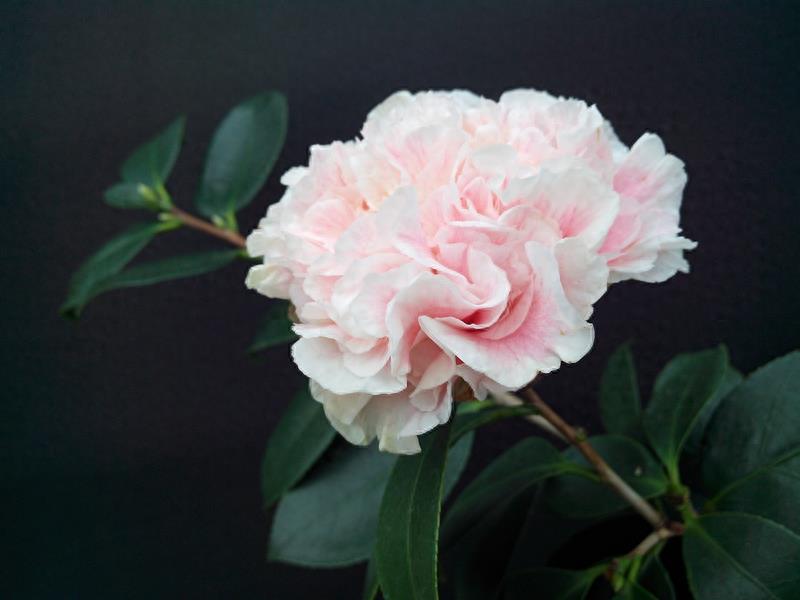 这么多茶花品种，快来看看你到底认识几个？