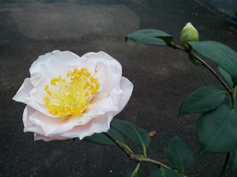 这么多茶花品种，快来看看你到底认识几个？