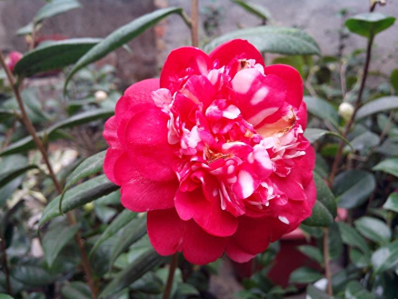 这么多茶花品种，快来看看你到底认识几个？