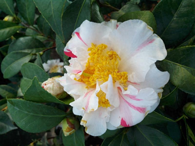 这么多茶花品种，快来看看你到底认识几个？