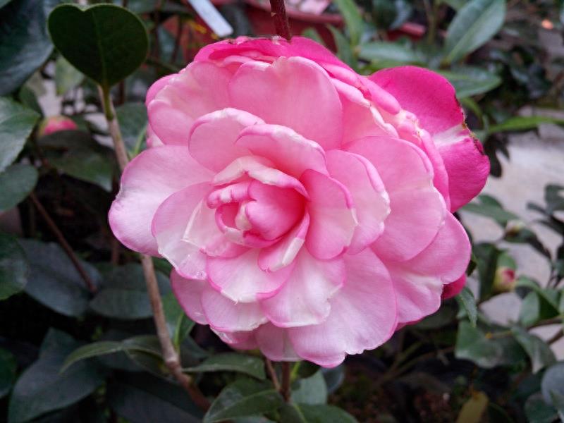 这么多茶花品种，快来看看你到底认识几个？