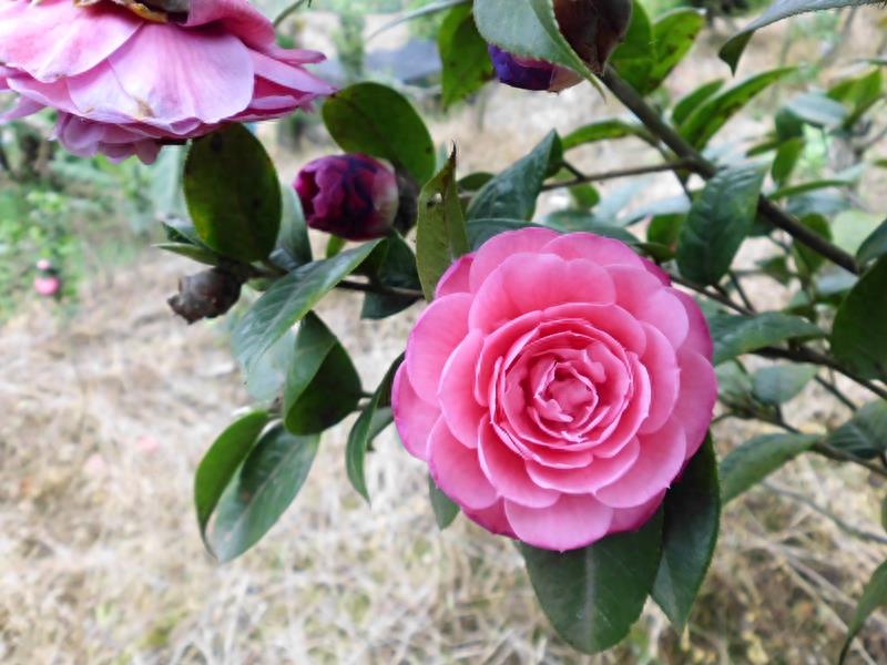 这么多茶花品种，快来看看你到底认识几个？