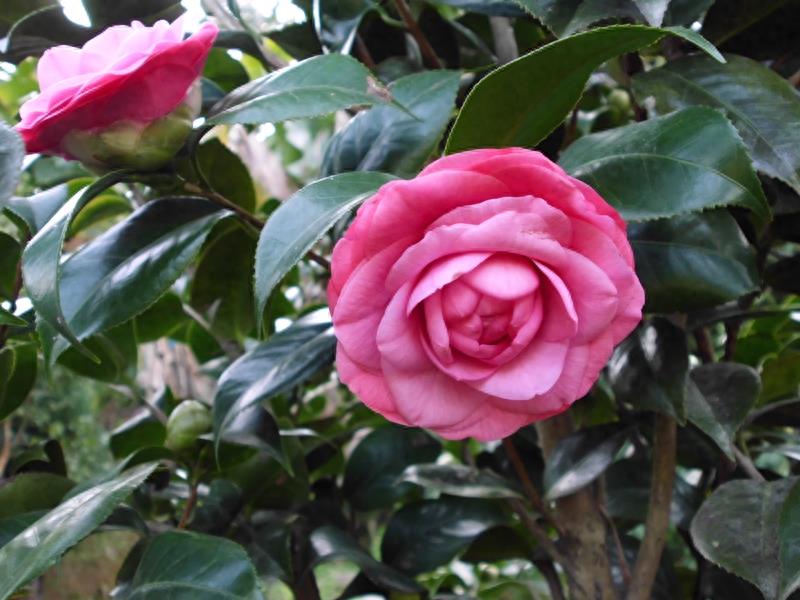 这么多茶花品种，快来看看你到底认识几个？