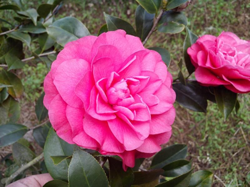 这么多茶花品种，快来看看你到底认识几个？