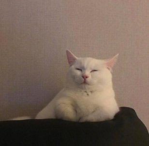 ​钱钟书为何对林徽因不满，频频找她麻烦？杨绛都劝不住