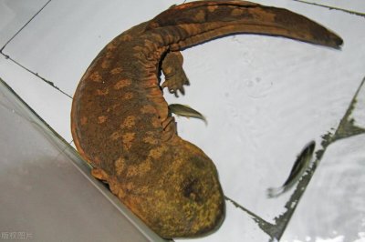 ​曾贵到3000元一斤的娃娃鱼，如今跌落神坛，为何低价也卖不动？