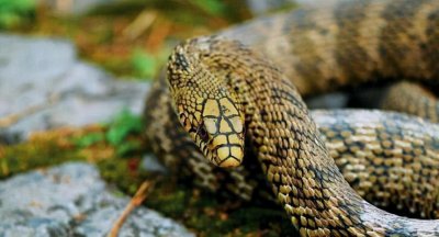 ​小小菜花蛇，自带王者威压，五步蛇、银环蛇都能随便吃？