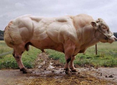 ​比利时兰白花牛-不运动都一身腱子肉，羡煞健身爱好者