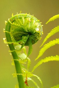 ​蕨菜图片功效与作用