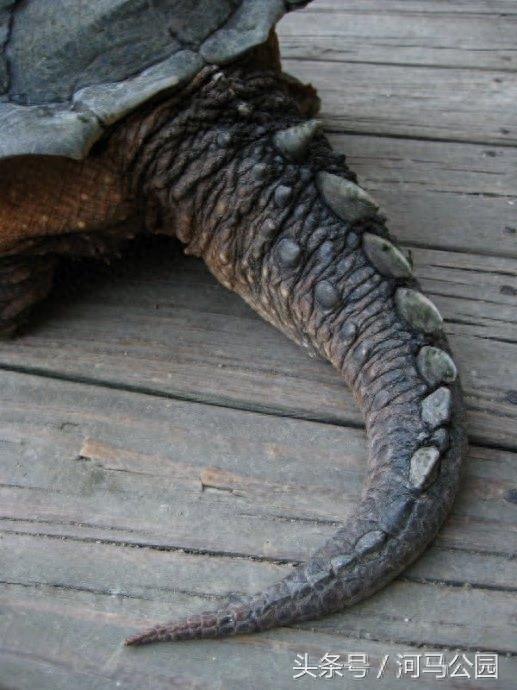 霸气外露的野生鳄龟欣赏