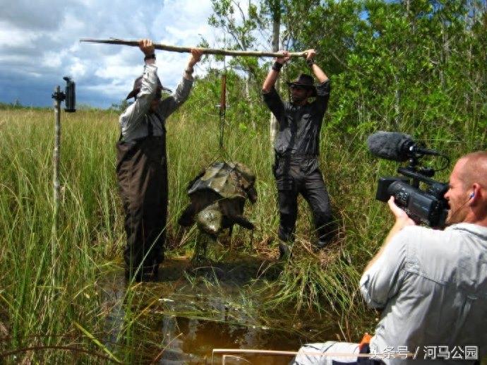 霸气外露的野生鳄龟欣赏