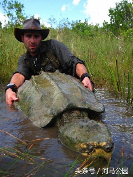 霸气外露的野生鳄龟欣赏