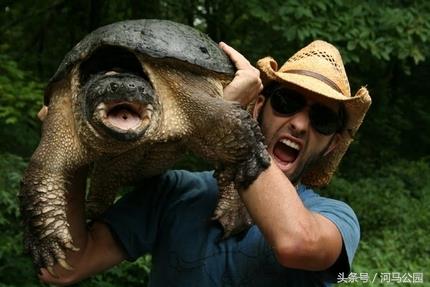 霸气外露的野生鳄龟欣赏