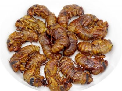 ​知了猴7种不同做法，每天一顿一周不重样，总有一样你家孩子爱吃